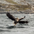 Double catch - two white-tailed eagles