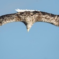 White-Tailed Eagle