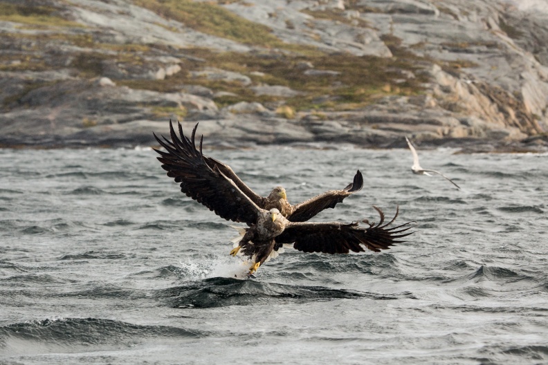 Double catch - two white-tailed eagles